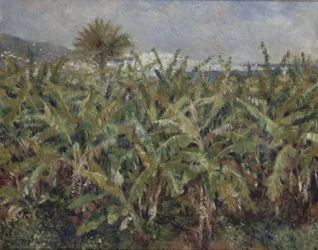 Bananenfeld